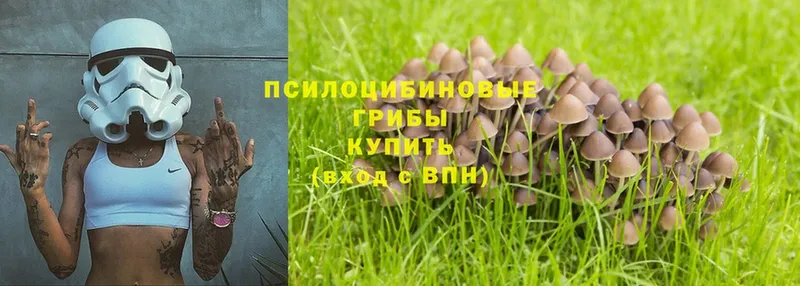 Псилоцибиновые грибы Cubensis  Кудрово 